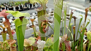 The yellow pitcher plant, Sarracenia flava, endangered flowers, greenhouse