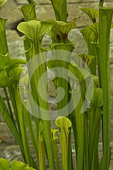 The yellow pitcherplant Sarracenia flava.