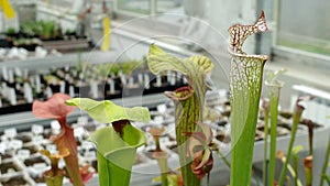 The yellow pitcherplant, Sarracenia flava and white pitcher plant, Sarracenia leucophylla, greenhouse