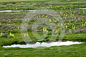 Yellow plant Rheum alexandrae Growing in eastern Tibet