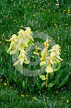 Yellow plant Rheum alexandrae Growing in Sichuan Grassland