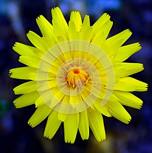 yellow plant in the valley