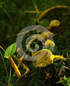 A yellow plasmodium of a slime mold on a grass