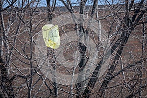 Yellow plastic bag caught in tree branches waving in the wind, Bronx, New York City, NY