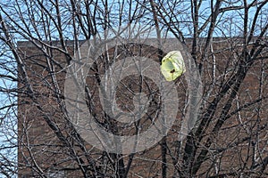 Yellow plastic bag caught in tree branches waving in the wind, Bronx, New York City, NY