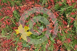 Yellow Platanus and red Japanese maple leaves lying over green Juniper branches