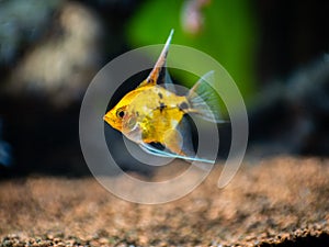 Yellow platinum angelfish Pterophyllum scalare isolated in tank fish with blurred background