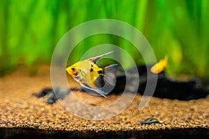 Yellow platinum angelfish Pterophyllum scalare isolated in tank fish with blurred background