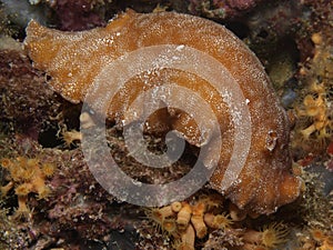 Yellow platydoris argo