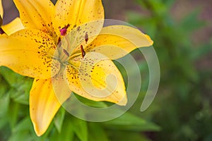 Yellow play lily close-up, flower top view, in the background green leaves in soft focus