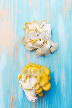 Yellow pleurotus on blue background