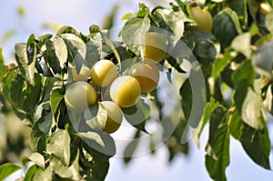 Yellow plum
