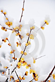 Yellow Plum Flower under Snow