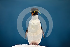 Yellow plume penguin on the ice posing on a blue background