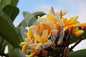 Yellow Plumeria