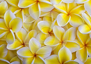 Yellow plumeria blossoms