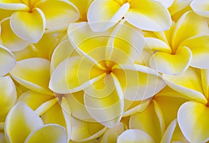 Yellow plumeria blossoms