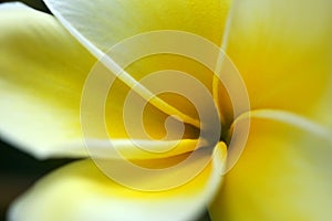 Yellow Plumeria flower