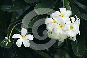 Yellow plumeria flower