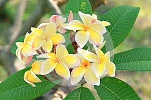 Yellow plumeria flowers