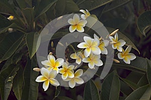 Yellow Plumeria Flowers