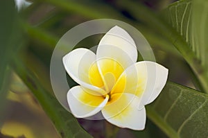 Yellow Plumeria Flowers