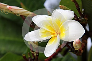 Yellow Plumeria rubra