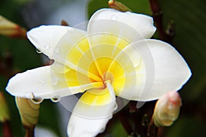 Yellow Plumeria rubra