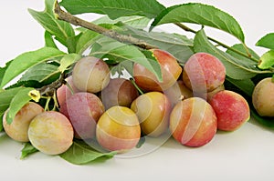Yellow plums on branch with verdigris photo