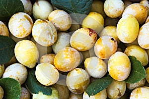 Yellow plums with green leaves. Fresh ripe fruits