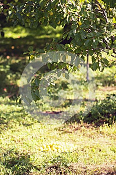 Yellow plums on a ground under the tree in summer garden