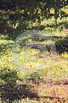 Yellow plums on a ground under the tree in summer garden