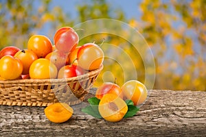 Yellow plums with leaf in a wicker basket on a wooden table with a blurry garden background