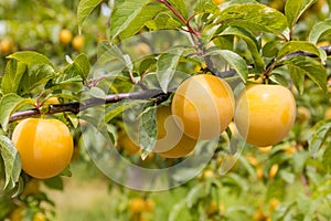 Yellow plums ripening on tree in plum orchard