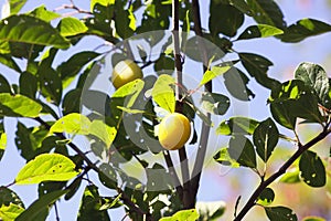 Yellow plums on tree branches in summer garden. Seasonal sweet ripe fruits.