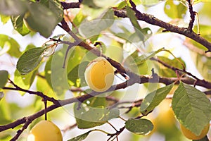 Yellow plums on tree branches in summer garden. Seasonal sweet ripe fruits.