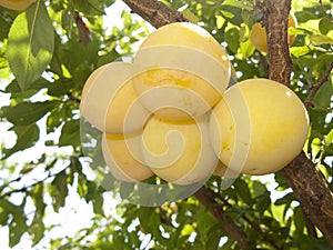 Yellow plums on the tree