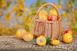 Yellow plums in a wicker basket on a wooden table with a blurry garden background