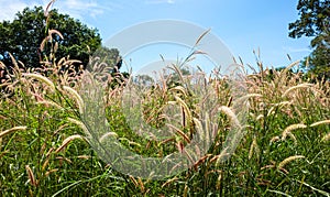 Yellow poaceae flower in the garden