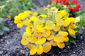 Yellow Pocketbook Flower photo