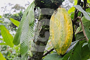 Yellow pod of Arriba cacao in Ecuador photo