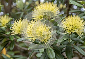 Yellow Pohutakawa flowers