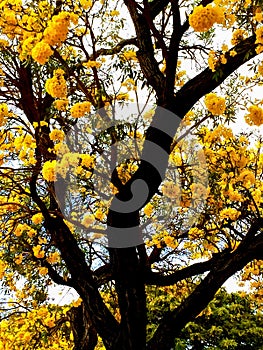 Yellow Poinciana blossom tree