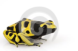 Yellow Poison Arrow Frog