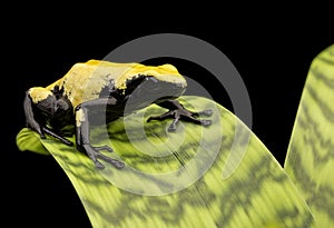 Yellow poison dart frog Brazil Rain forest