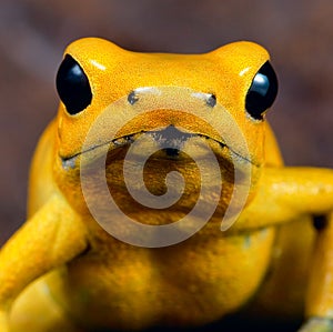 Yellow poison dart frog poisonous animal photo