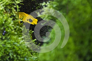 Yellow poison frog looks cautiously from the shelter of the moss. Golden poison frog