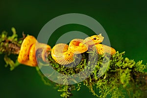 Yellow poison snake. Eyelash Palm Pitviper, Bothriechis schlegeli, on the green moss branch. Venomous snake in the nature habitat. photo