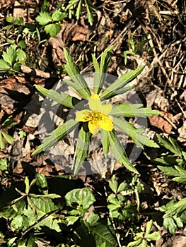 Yellow poisonous wildflower - caustic buttercup