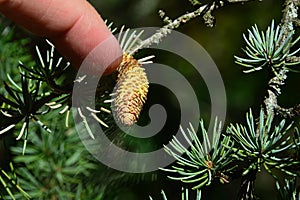 Yellow pollen is falling from small cone of coniferous tree Atlas Cedar, latin name Cedrus Atlantica